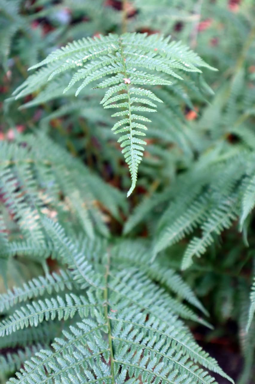 Varens in het bos